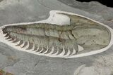 Lower Cambrian Trilobite (Longianda) - Issafen, Morocco #164511-3